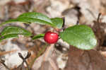 Eastern teaberry <BR>Wintergreen